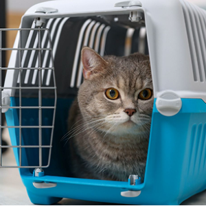 Cat Carrier