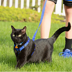 Cat leash and coller