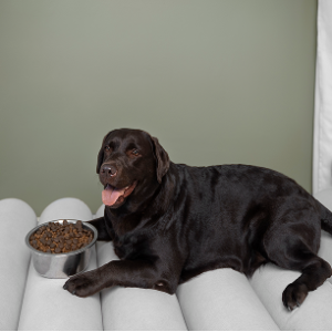 Royal Canin Maxi Adult Food