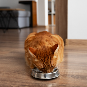 Cat Feeding Bowl (Steel)