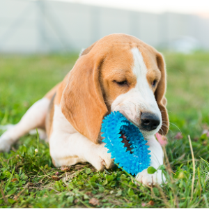 Dog Chew Toy (Rubber Bone)